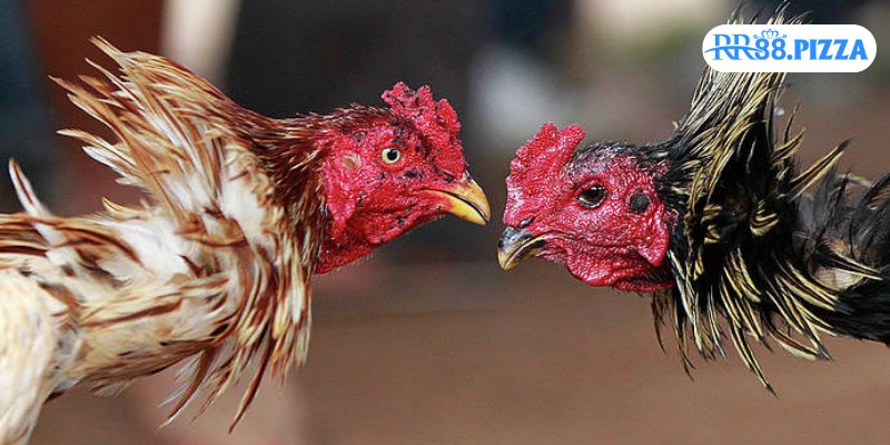 Đa dạng các hình thức thi đấu