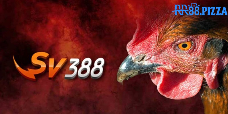 Đá Gà SV388 là sảnh cược từ nhà cung cấp lớn tại RR88